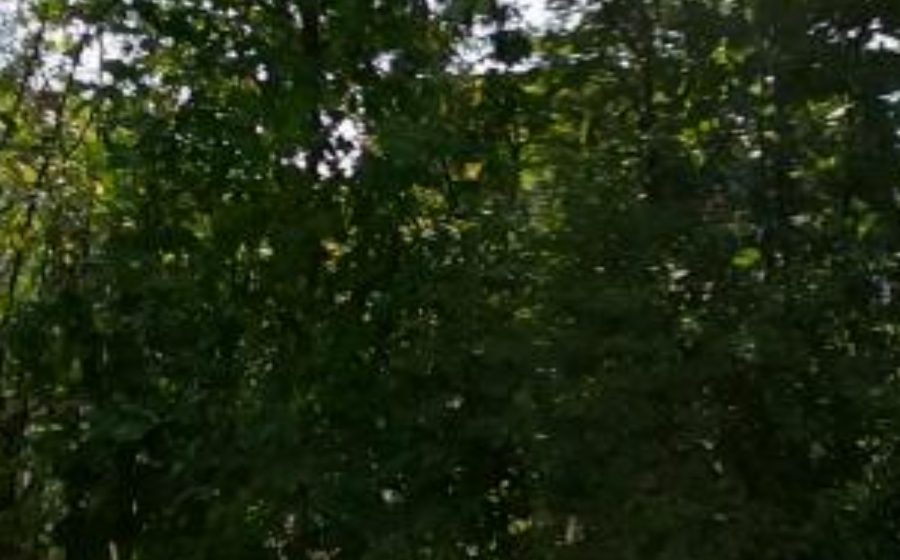 Vue du Mini-giratoire n°495464744