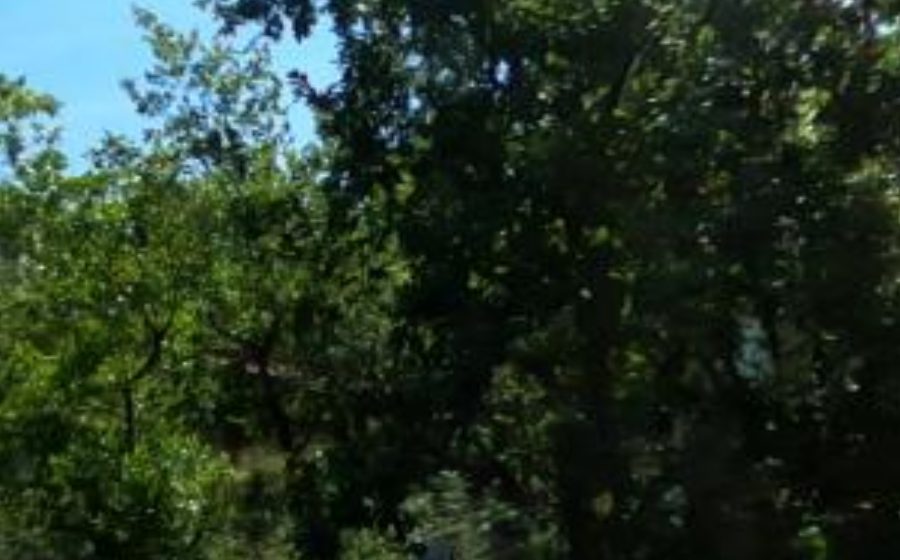 Vue du Mini-giratoire n°1281302713