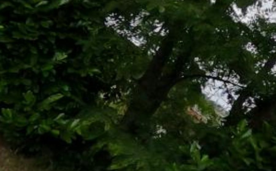 Vue du Mini-giratoire n°1752908934