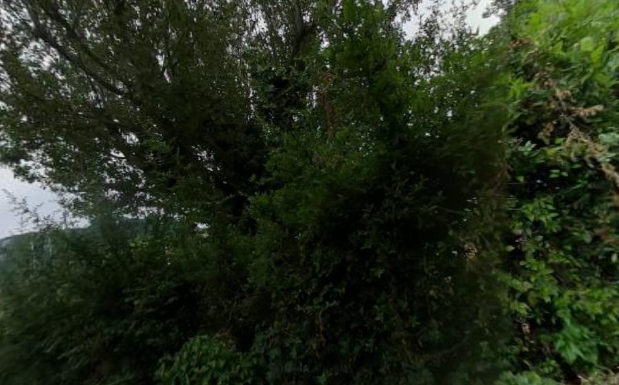 Vue du Mini-giratoire n°2416172850